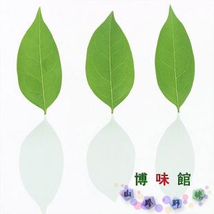 正宗优质纯野生樟树叶