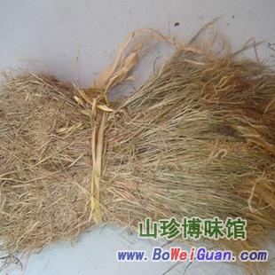 金丝草 猫尾笔尾金丝茅金丝草