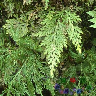 九死还魂草江南野卷柏