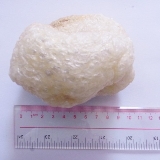 精选刺龟鱼皮优质海刺猬皮