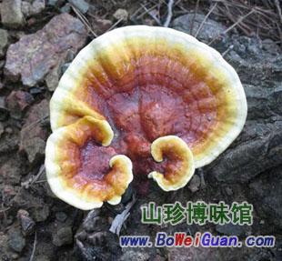 山珍博味馆为您提供正宗地道天然食补食材【赤灵芝】24小时订购热线