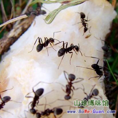 【黑蚂蚁粉】广西横县山蚁黑蚂蚁【功效作用
