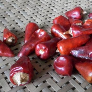 四川朝天椒灯笼椒海椒