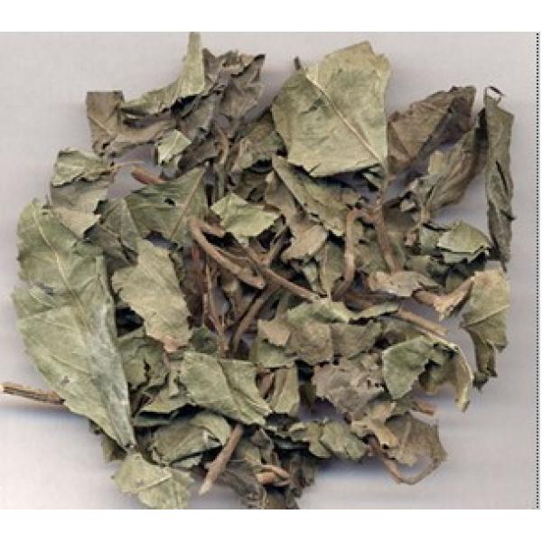 紫金牛 平地木 矮地茶