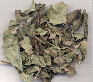 紫金牛 平地木 矮地茶