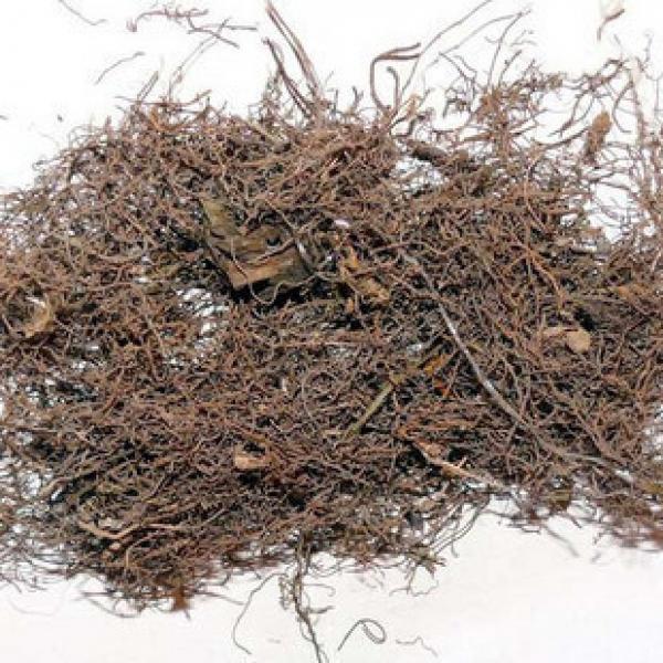 马尾连正宗黄连马尾连