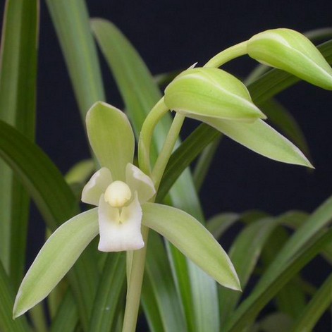 马尾连正宗黄连马尾连