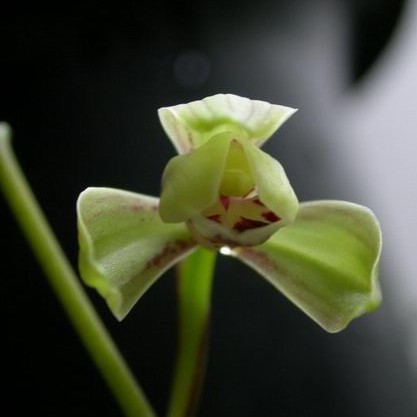 马尾连正宗黄连马尾连