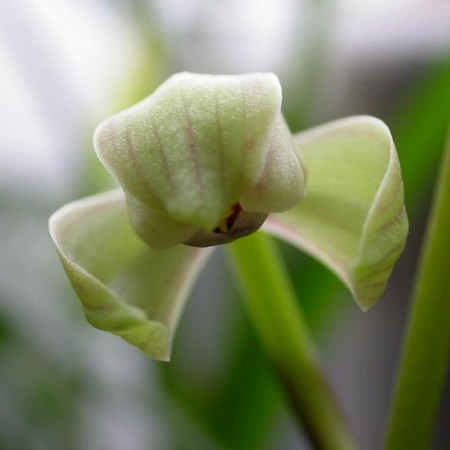 马尾连正宗黄连马尾连