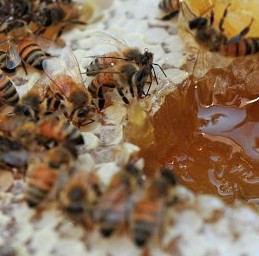 蜂胶辽宁蜂王浆蜂花粉蜂蜜