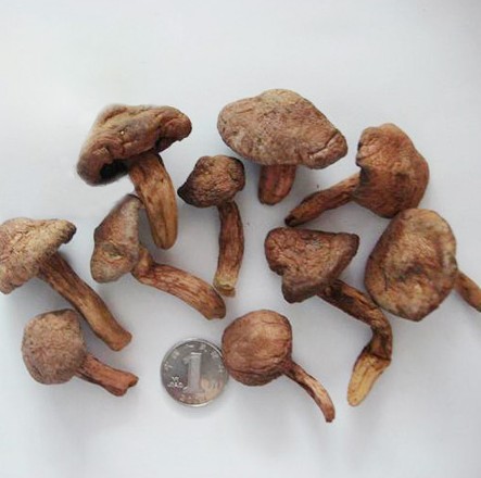 松树伞菇东北野生红蘑菇