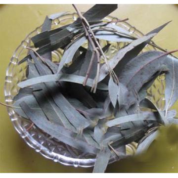 蓝桉叶精选野生桉树叶