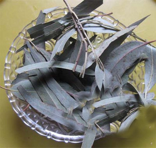 蓝桉叶精选野生桉树叶