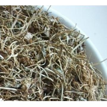 星星草精选正宗画眉草