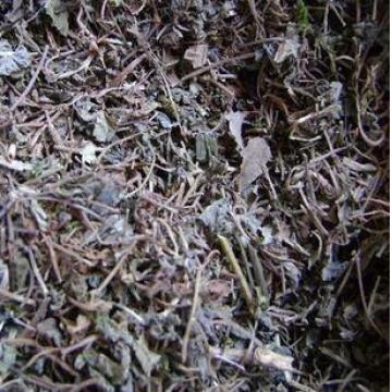 野花生荷猪草铃铃草干