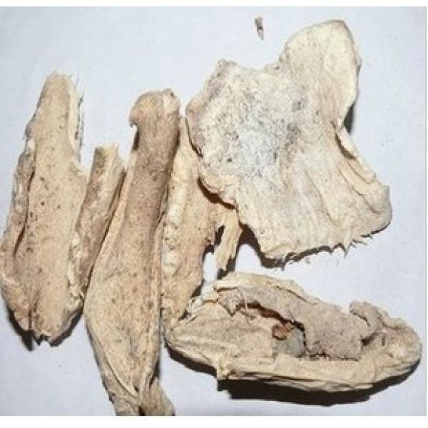 仙人掌野生晒干仙人掌