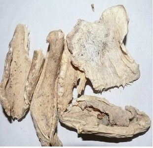 仙人掌野生晒干仙人掌