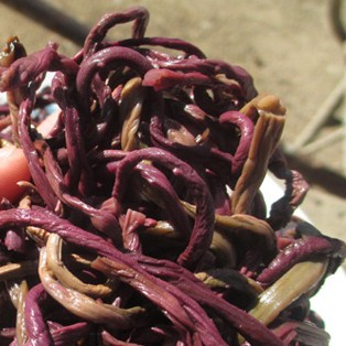 东北野生山野菜猴子腿
