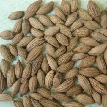 精选金桂花藏桂花种子