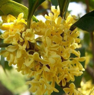 精选金桂花藏桂花种子