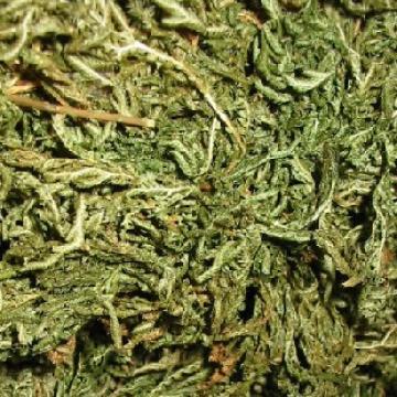 石上柏深绿卷柏龙鳞草