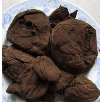 人头菌牛屎菌地烟马勃