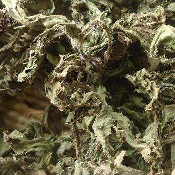 蓟菜干小蓟野青刺蓟菜