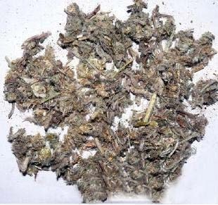 追骨风绒毛鼠耳佛耳草