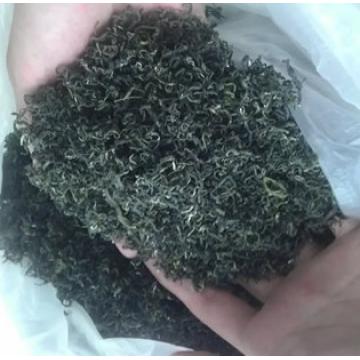 日照绿茶春茶露天茶叶