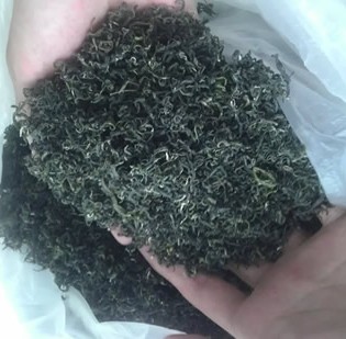 日照绿茶春茶露天茶叶