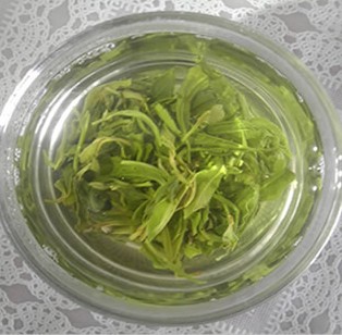 日照绿茶春茶露天茶叶