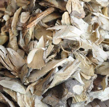 云南毛冬青根野生毛冬青根