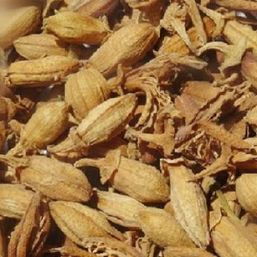 佛手花佛柑花佛手花蕾