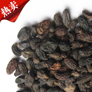 冬青女真子野生女贞子