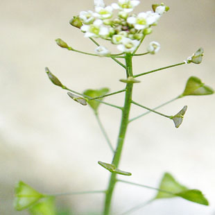 优质地米花纯野生荠花
