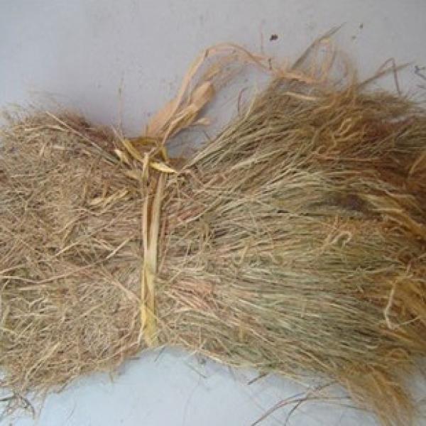 猫尾笔尾金丝茅金丝草