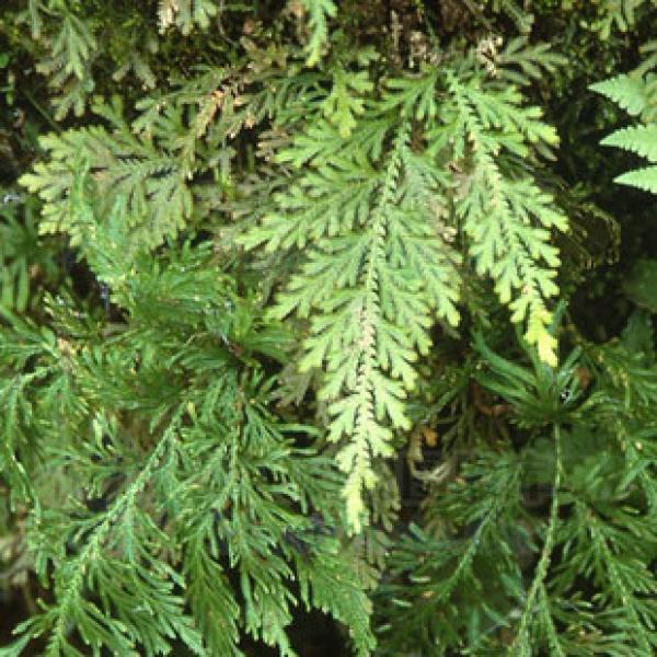 九死还魂草江南野卷柏