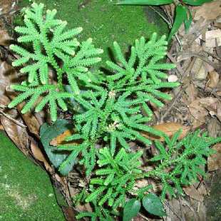 九死还魂草江南野卷柏