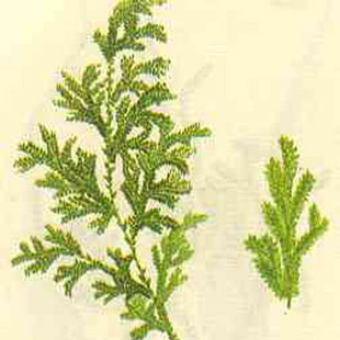 九死还魂草江南野卷柏