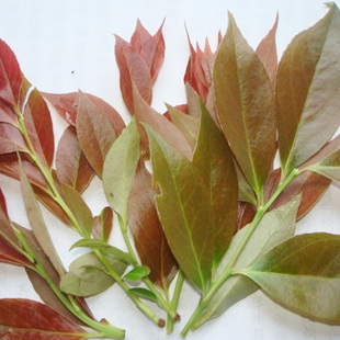 正宗南烛叶精选南烛叶