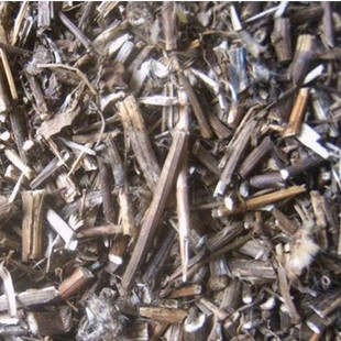 正宗野生九里明黄花母