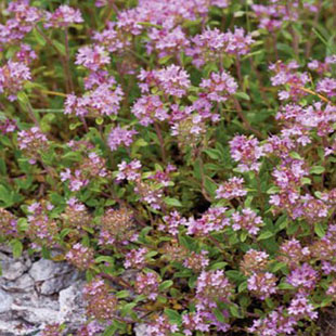 优质百里香叶正宗百里香