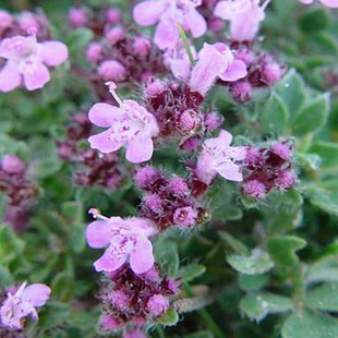 优质百里香叶正宗百里香