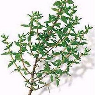 优质百里香叶正宗百里香