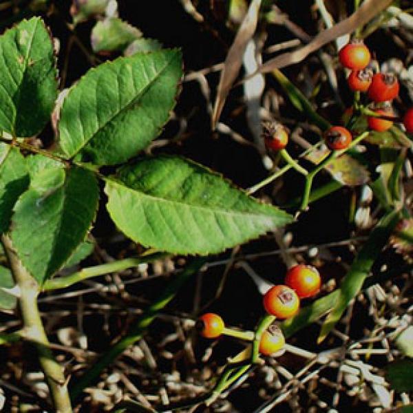 蔷薇子石珊瑚野蔷薇子