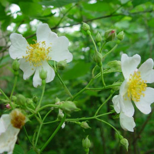 蔷薇子石珊瑚野蔷薇子