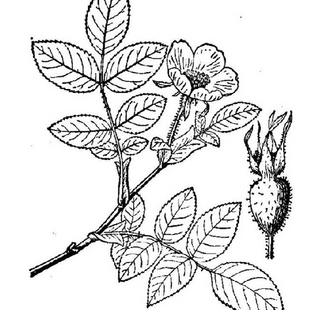 蔷薇子石珊瑚野蔷薇子