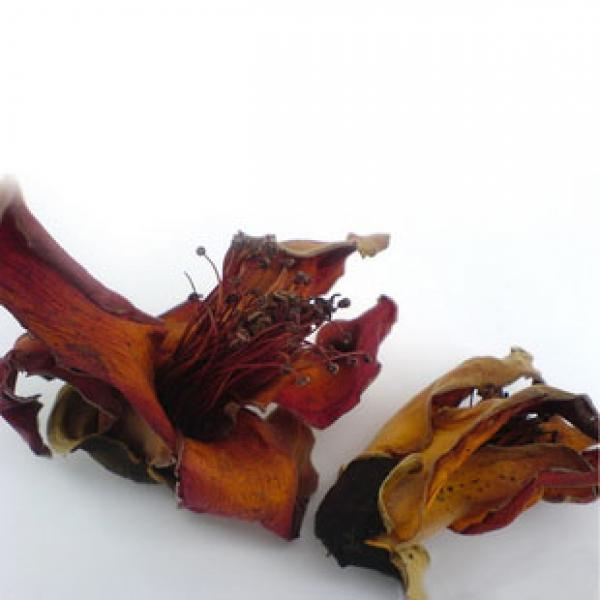 正宗木棉花野生木棉花