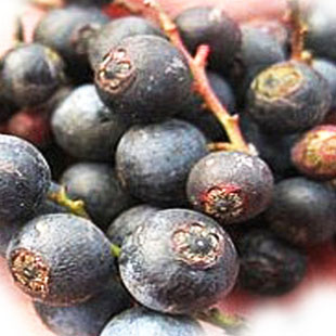 南烛子乌饭子天竺子干