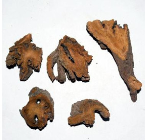 正宗土大黄正宗血三七